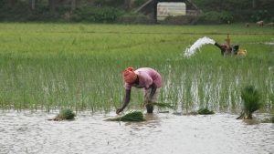 महंगी खाद से छुटकारा! डिप्टी सीएम ने बताया प्राकृतिक खेती से मुनाफा पाने का तरीका