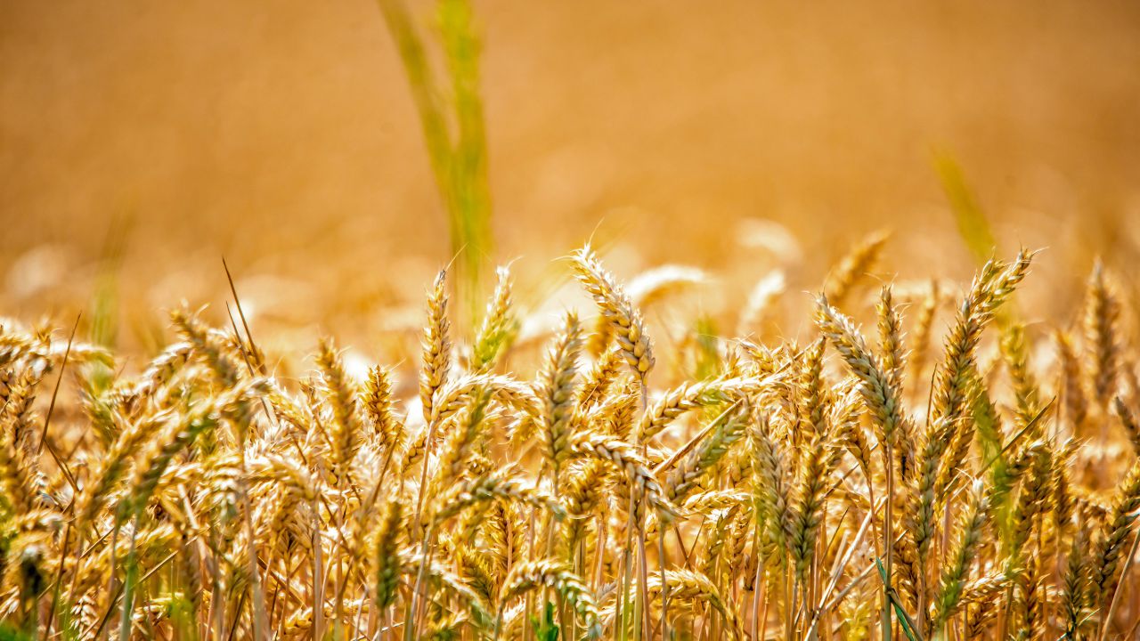देर से गेहूं की बुवाई का तोड़, जनवरी में अपनाएं ये तकनीक, नुकसान नहीं मुनाफा होगा
