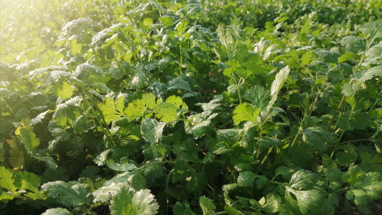 Protecting Livestock And Doubling Your Income Farmers Found Clever Solution Growing Coriander Alongside Sugarcane