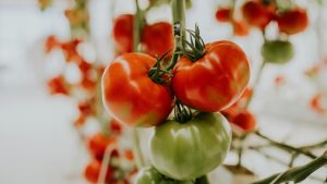 अब पौधे में नहीं फटेंगे टमाटर, सही देखभाल से किसान पाएंगे चमकदार फल और बेहतर दाम अब पौधे में नहीं फटेंगे टमाटर, सही देखभाल से किसान पाएंगे चमकदार फल और बेहतर दाम