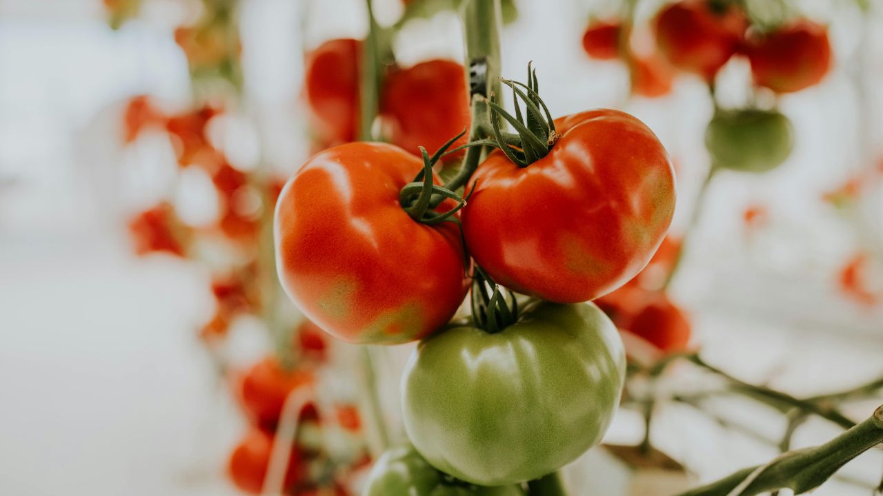 Tomatoes No Longer Burst On Tree With Proper Care Farmers Get Shiny Fruits And Better Prices