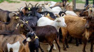 बकरी पालक रहें सतर्क! पेट फूलने की समस्या बनी तो खतरे में पड़ सकती है जान