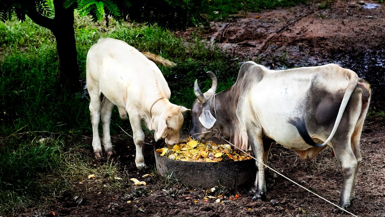 ठंड में गाय-भैंस को खिलाएं नमक और सौंफ के साथ ये गजब की चीज, दूध बढ़ेगा और सेहत रहेगी मजबूत