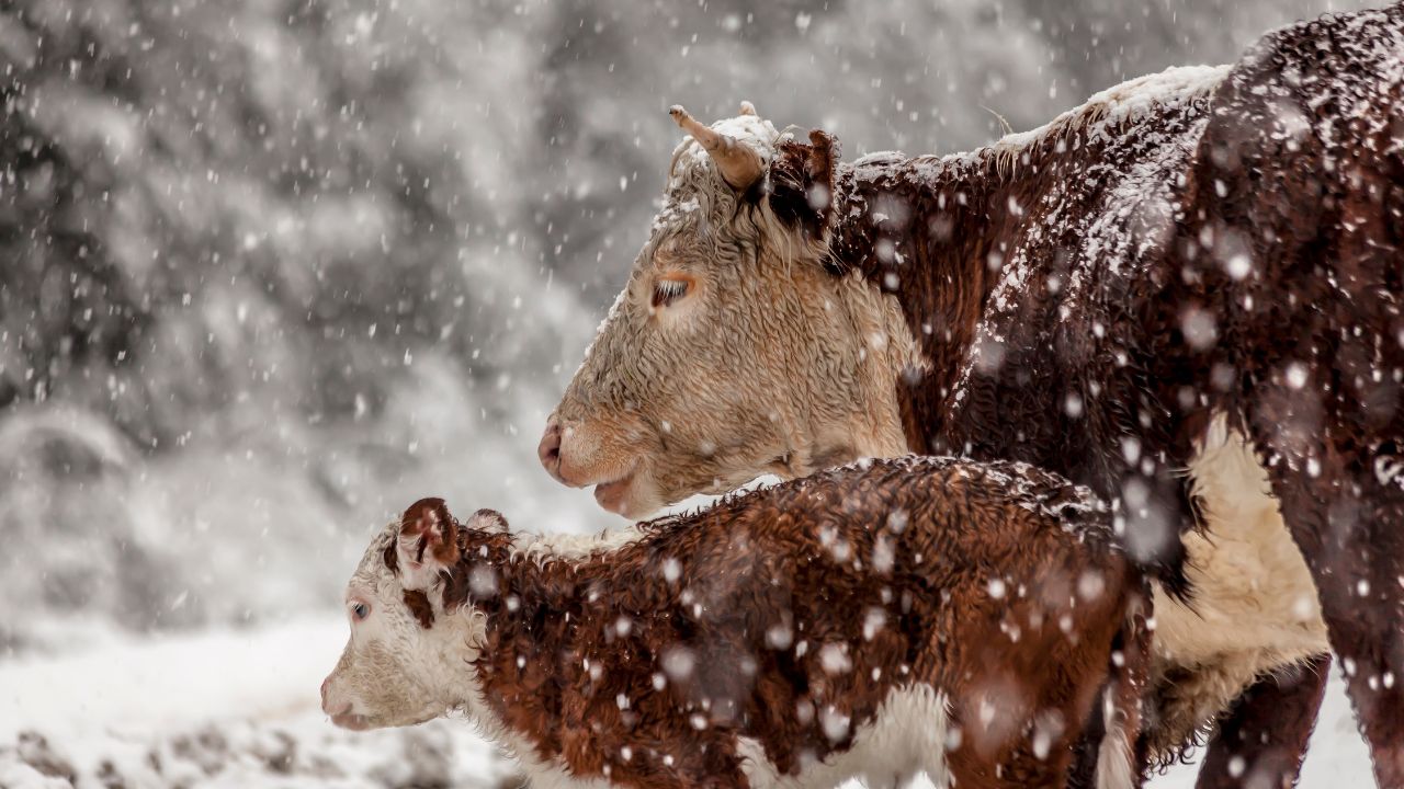 Livestock Care Learn Easy Ways Protect Livestock And Fish Farming Mountains During Winter