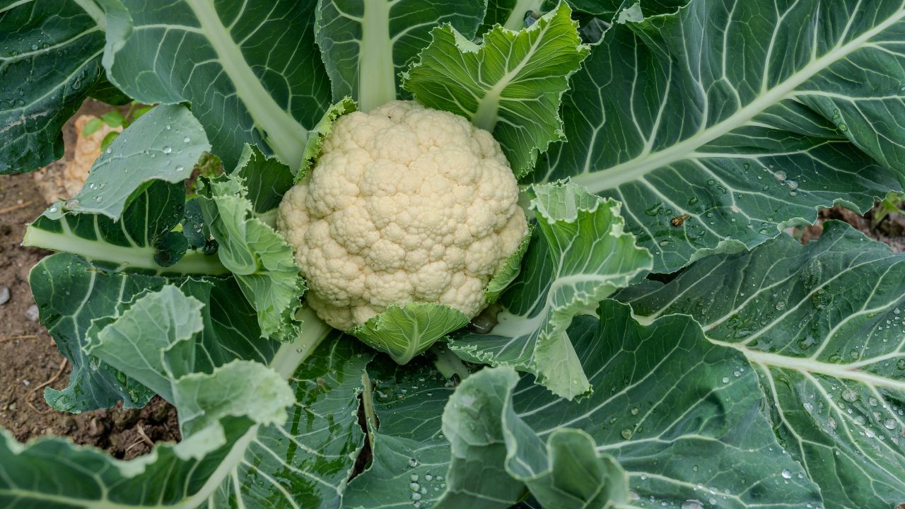 Cabbage Color Fading Borax Become Key Resource Farmers Face Rising Temperatures