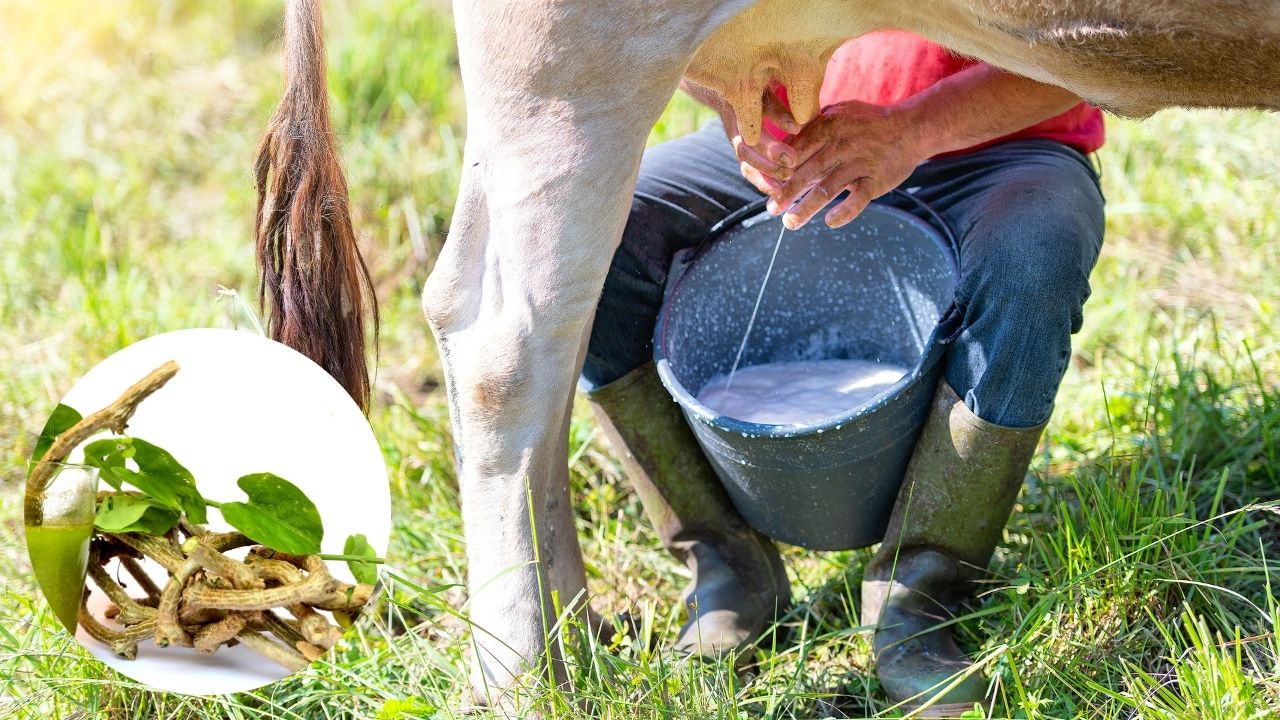 भैंस के दूध की तरह गाढ़ा हो जाएगा गाय का दूध! बस इस अनुपात में मिलाकर दें हरा और सूखा चारा