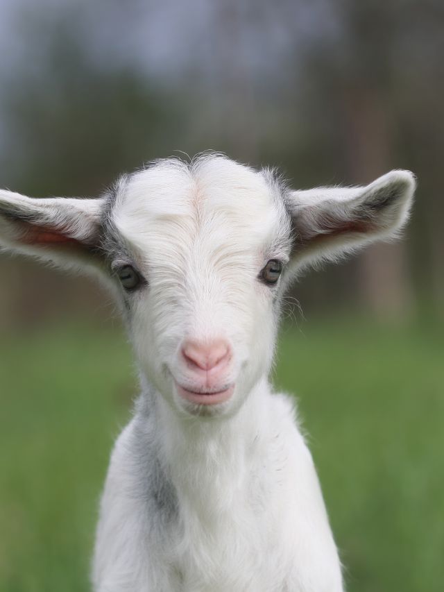 मेमनों में बढ़ा निमोनिया का खतरा! बचाव के लिए करें ये उपाय