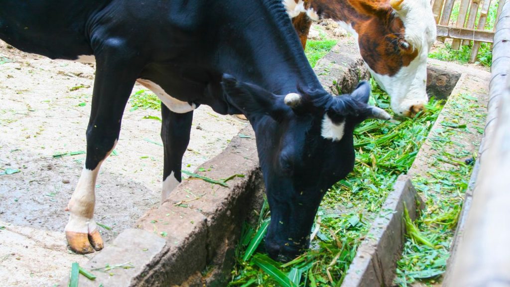 अक्सर किसान सोचते हैं कि हरा चारा जितना ज्यादा देंगे, गाय उतनी स्वस्थ रहेगी. लेकिन अचानक चारा बदलना या गलत तरीके से हरा चारा खिलाना गोबर पतला होने, ठंड लगने और बीमारियों की बड़ी वजह बनता है.