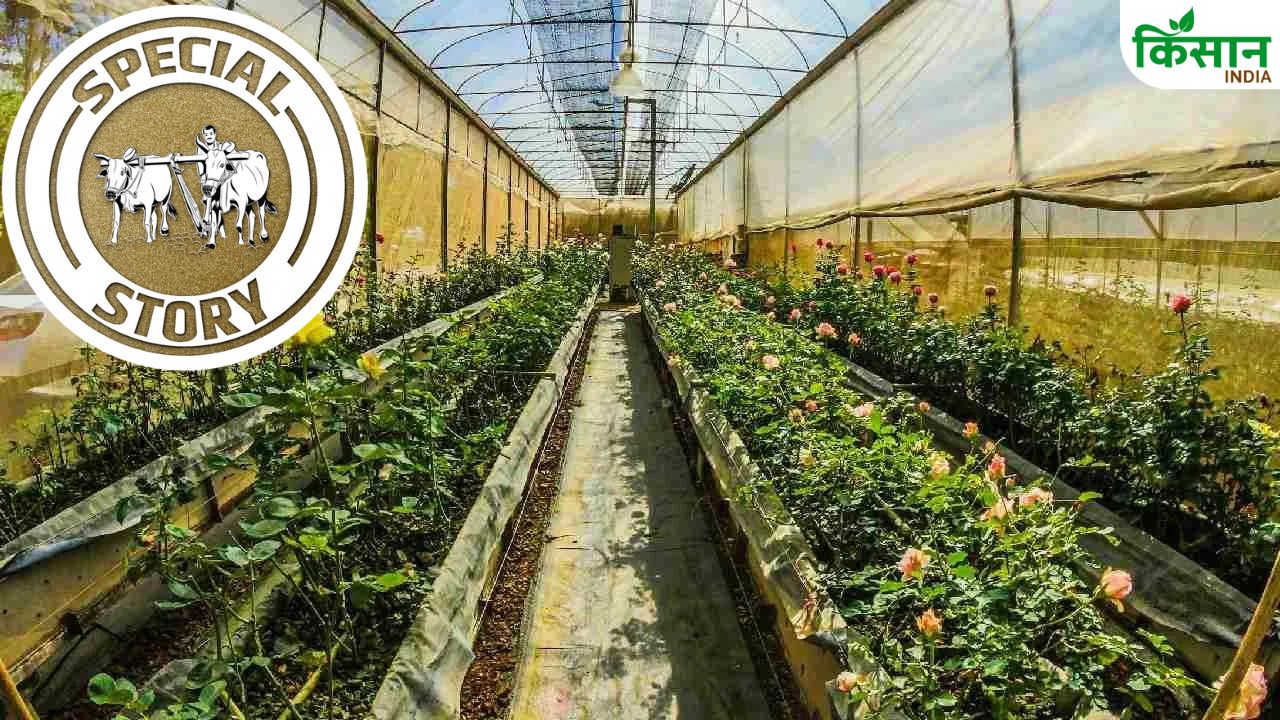 ग्रीनहाउस फार्मिंग से दोगुनी होगी कमाई, 50 फीसदी तक सरकार देती है सब्सिडी.. जानें निर्माण पर कितना होगा खर्च