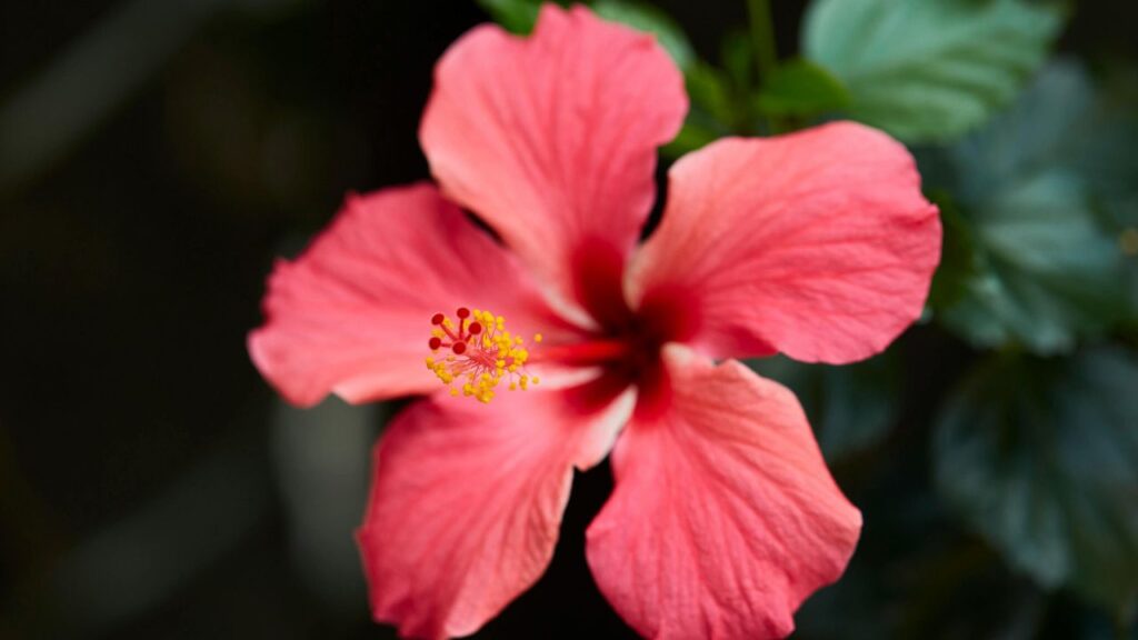 गुड़हल को नमी पसंद है, लेकिन पानी का ठहराव इसकी जड़ों को नुकसान पहुंचा सकता है. गर्मियों में रोजाना पानी देना जरूरी होता है, जबकि सर्दियों में हफ्ते में 2-3 बार पानी काफी होता है. ध्यान रखें कि मिट्टी हमेशा हल्की नम रहे, लेकिन गीली न हो.