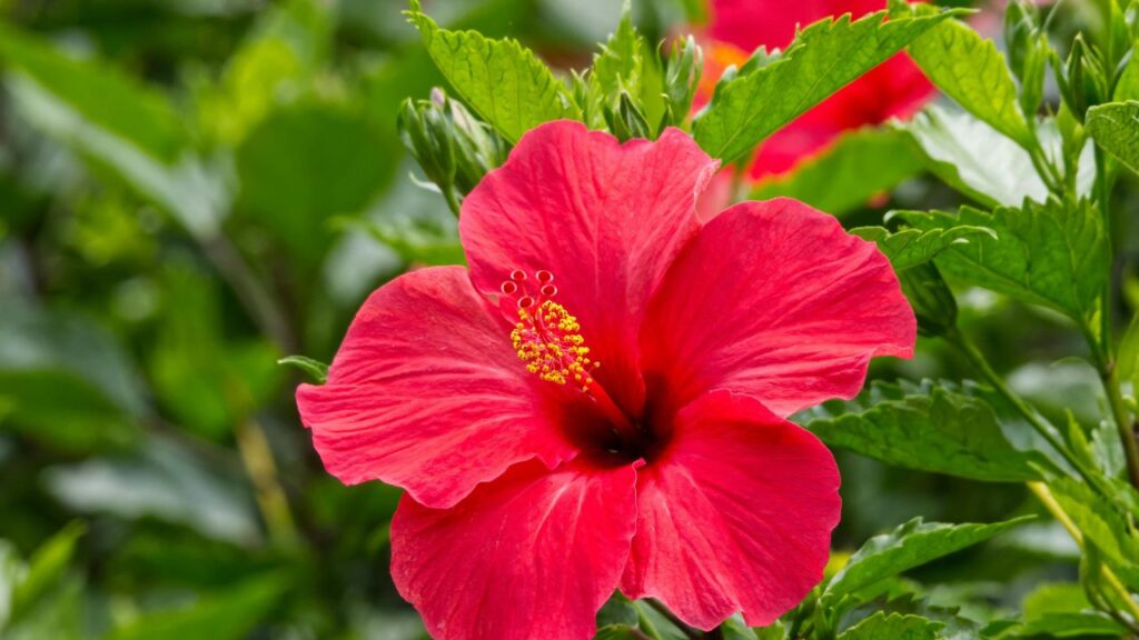 गुड़हल को रोजाना कम से कम 4-6 घंटे सीधी धूप चाहिए. अगर पौधे को पर्याप्त धूप नहीं मिलेगी, तो उसमें फूल बहुत कम आएंगे. इसलिए गमले को ऐसी जगह रखें, जहाँ सुबह या दोपहर की धूप सीधे मिल सके.