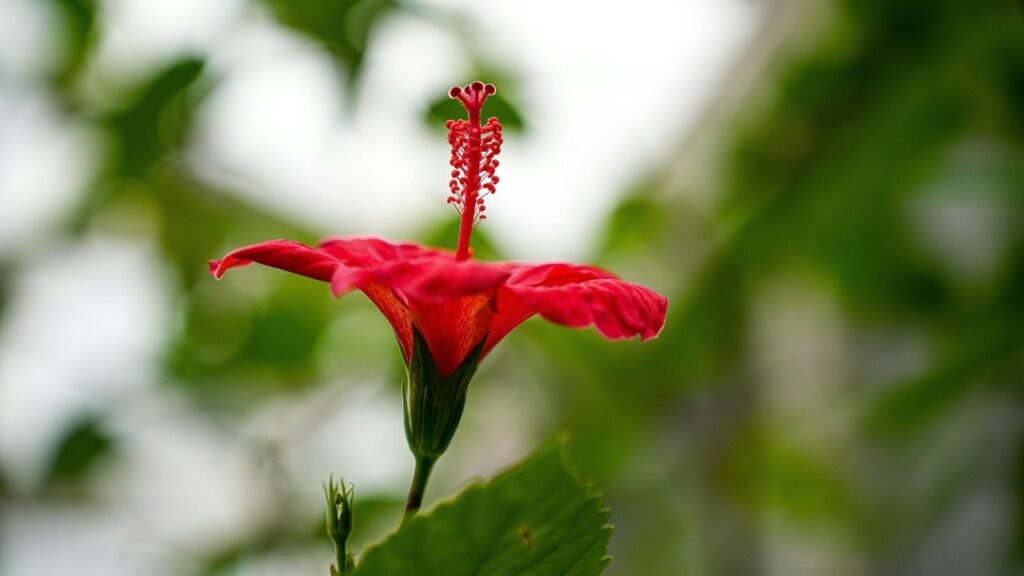 पौधे से सूखे पत्ते, मुरझाए फूल और कमजोर टहनियां समय-समय पर हटाते रहें. इससे पौधे की ऊर्जा नई कलियों और शाखाओं में लगती है. हल्की-फुल्की छंटाई करने से पौधा घना बनता है और ज्यादा फूल देता है.