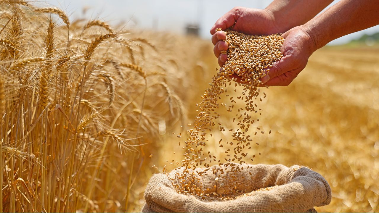 Naturally Grown Wheat Price Of Rs 6000 Per Quintal And Maize Price For Farmers Fixed At Rs 4000 In Himachal Pradesh