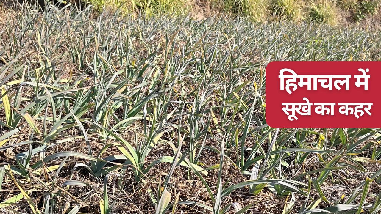 Himachal Pradesh Long Dry Spell Damaged Crops Wheat Potatoes And Onions Expert Tips For Farmers How To Save Crops In Dry Lands
