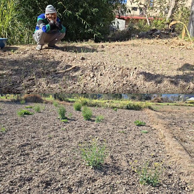 Himachal Pradesh no rain damage crops, Himachal dry spell damaged crops