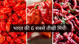 Hottest Chillies: भारत की 7 सबसे तीखी मिर्चें, स्वाद बढ़ाने से लेकर सेल्फ डिफेंस तक, जानें कौन सी है सबसे खतरनाक!
