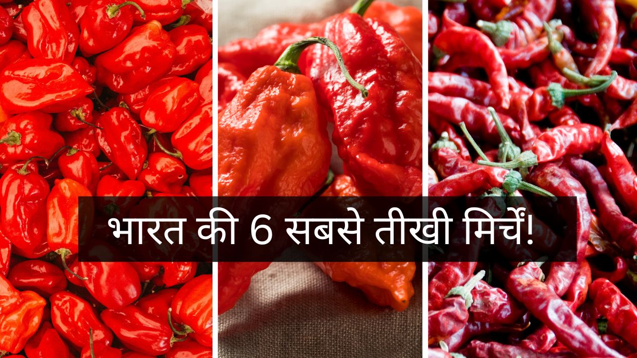 7 Hottest Chilies Of India From Guntur To Ghost Pepper Full Check List Here Sabse Teekhi Mirch