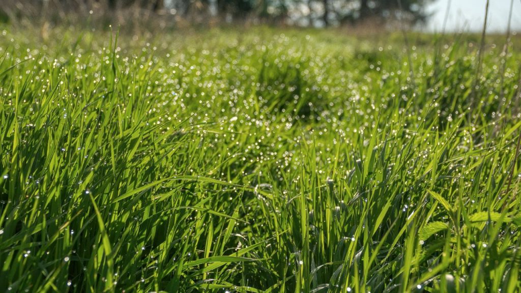 कुछ घरों में सुंदर लेकिन फैले हुए पेड़ या झाड़ियां सांपों को छिपने और आराम करने के लिए आकर्षित करती हैं. ये पौधे अपने घने पत्तों और टहनियों की वजह से सांपों को आरामदायक ठिकाना प्रदान करते हैं. इसलिए ऐसे पौधों को घर के अंदर या आसपास न लगाएं.