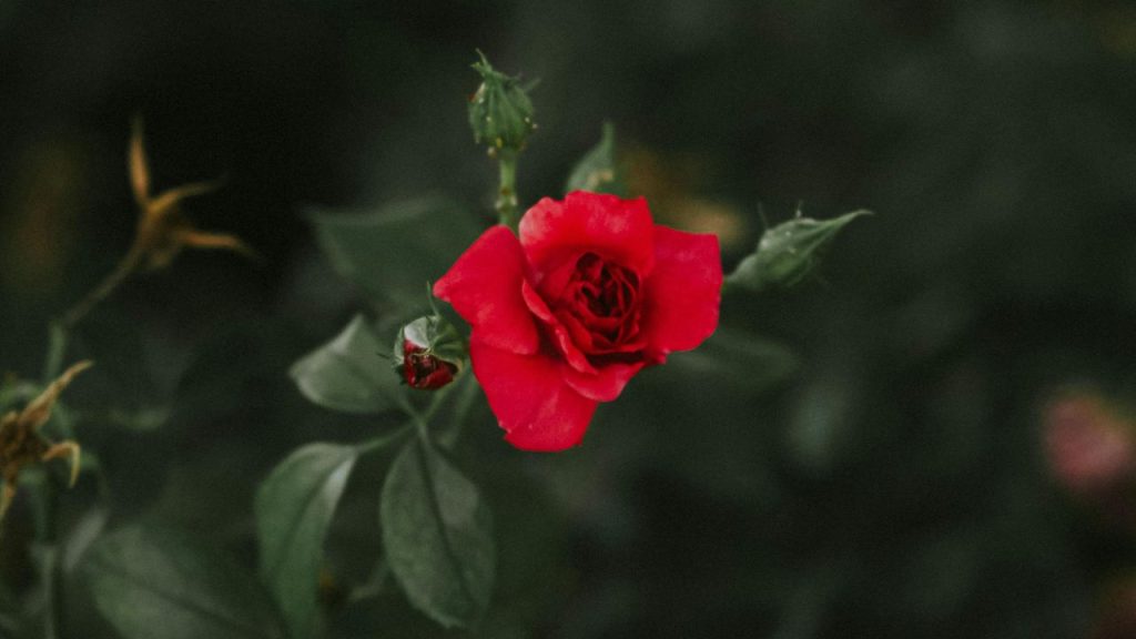 Gulab Ke Paudhe Ki Dekhbhal: अगर मिट्टी का pH बिगड़ जाए तो गुलाब में फूल कम लगते हैं. ऐसे में हल्का नींबू पानी डालने से मिट्टी का pH संतुलित रहता है और फूल ज्यादा खिलते हैं.