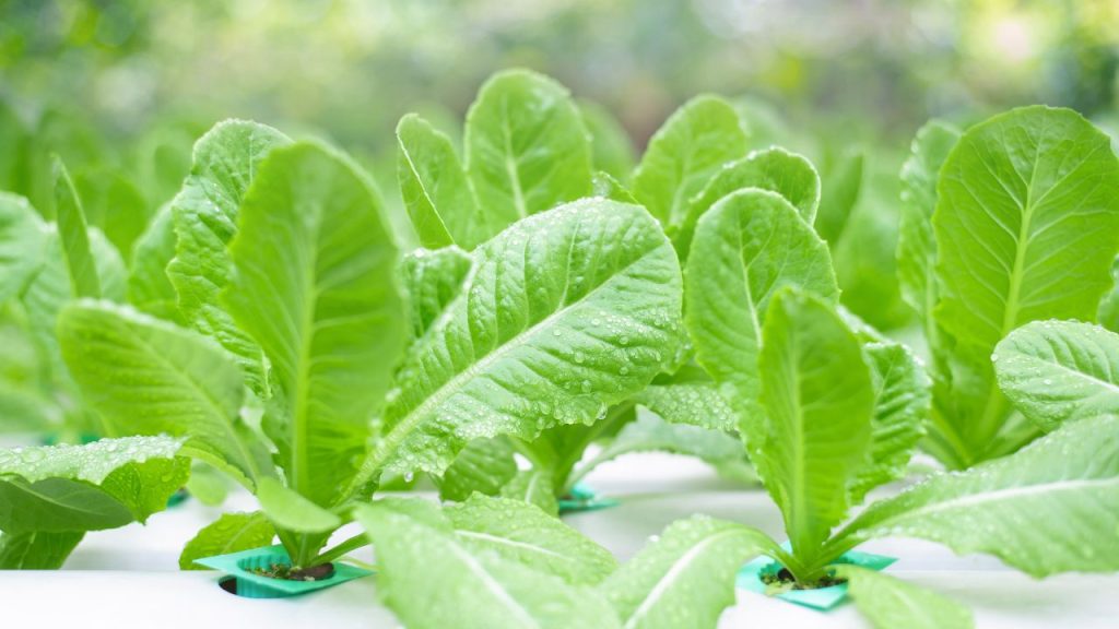 सिर्फ 350 किलो लेट्यूस या अन्य हाइड्रोपोनिक सब्जियों से प्रति माह लगभग ₹30,000 का शुद्ध मुनाफा कमाया जा सकता है. यह निवेश कम, खर्च कम और रिटर्न ज्यादा देने वाला बिजनेस बनाता है.