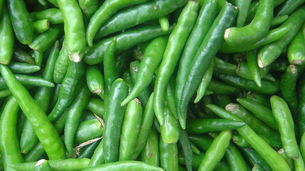 Jwala Chilli (गुजरात): छोटी और तीखी ज्वाला मिर्च गुजराती व्यंजनों में रोज़ाना इस्तेमाल होती है. यह करी और अचार में तेज़ तीखापन और अनोखा स्वाद जोड़ती है. गुजराती खाने में इसकी तीखापन के बिना व्यंजन अधूरे लगते हैं.