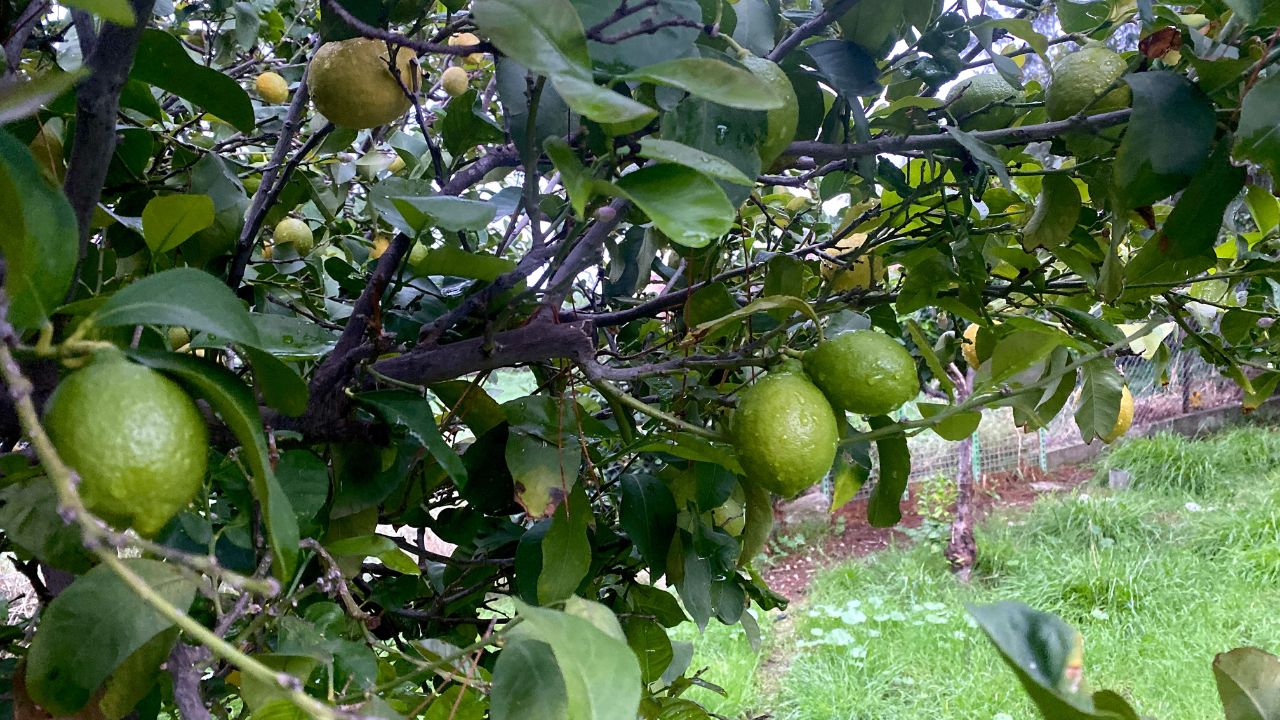 Kagzi Nimbu Ki Kheti Me Munafa Lemon Farming Business Idea Low Investment High Profit For Farmers