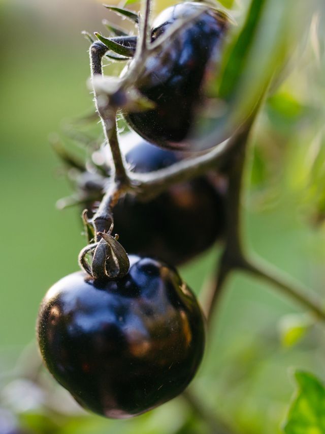 लाल नहीं, डाइट में ऐड करें काले टमाटर, फायदे उड़ा देंगे होश!