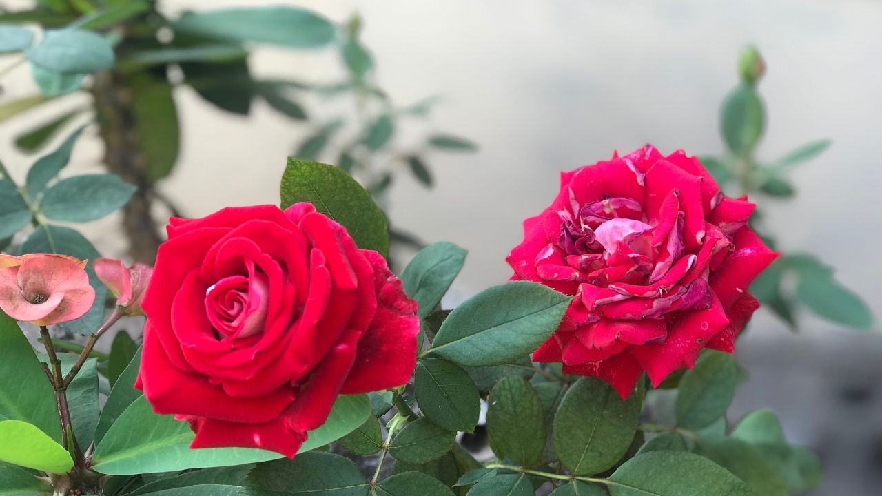 Rural Business Ideas Kashmiri Roses Farming Profit Kashmiri Gulab Ki Kheti