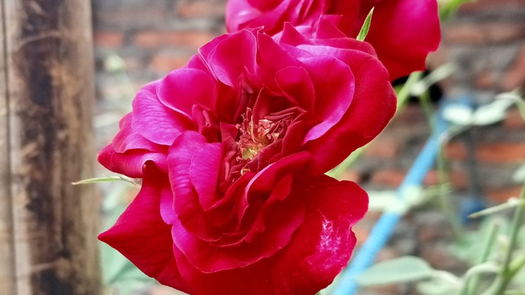 कश्मीरी गुलाब की खेती अन्य किसानों के लिए नवीनता और प्रेरणा का सोर्स बन सकती है. इससे किसानों को रोज आय के साथ-साथ फूलों की स्थानीय और बाहरी मांग का लाभ मिलता है. नई सोच और साहसिक निर्णय से हर किसान अपनी किस्मत बदल सकता है. कश्मीरी गुलाब की खेती अन्य किसानों के लिए नवीनता और प्रेरणा का सोर्स बन सकती है. इससे किसानों को रोज आय के साथ-साथ फूलों की स्थानीय और बाहरी मांग का लाभ मिलता है. नई सोच और साहसिक निर्णय से हर किसान अपनी किस्मत बदल सकता है.