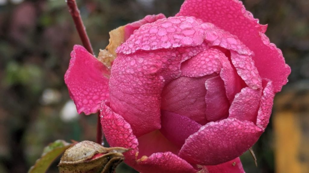 कश्मीरी गुलाब की वैरायटी कम जगह में भी अच्छा लाभ देने वाली फसल है. कुछ डिसमिल जमीन पर ही पौधे लगाने से हर दिन पर्याप्त फूल और नगद आमदनी प्राप्त हो सकती है, जो पारंपरिक फसलों में पूरे एकड़ में भी मुश्किल होती है. कश्मीरी गुलाब की वैरायटी कम जगह में भी अच्छा लाभ देने वाली फसल है. कुछ डिसमिल जमीन पर ही पौधे लगाने से हर दिन पर्याप्त फूल और नगद आमदनी प्राप्त हो सकती है, जो पारंपरिक फसलों में पूरे एकड़ में भी मुश्किल होती है.