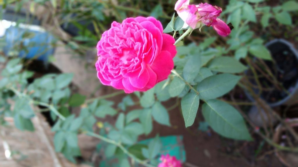 परंपरागत फसलों की जगह नई फसल और नई तकनीक अपनाने से कम जमीन में अधिक लाभ कमाया जा सकता है. यह किसानों को घाटा कम करने और मुनाफा बढ़ाने का आसान तरीका प्रदान करता है. परंपरागत फसलों की जगह नई फसल और नई तकनीक अपनाने से कम जमीन में अधिक लाभ कमाया जा सकता है. यह किसानों को घाटा कम करने और मुनाफा बढ़ाने का आसान तरीका प्रदान करता है.