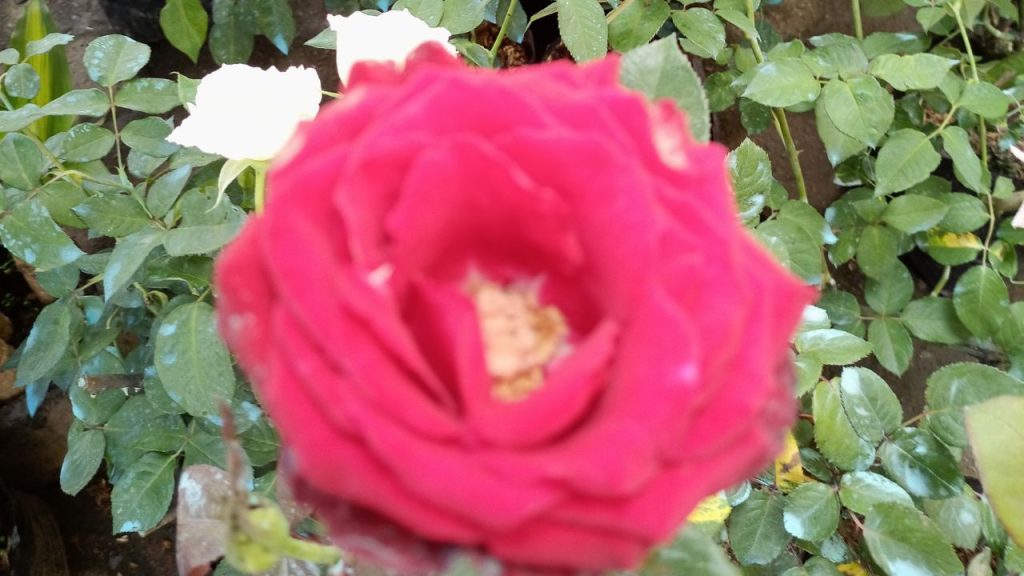 इस फसल के लिए शुरुआती निवेश ज्यादा नहीं होता. पौधों की लागत मामूली है और 6 महीने में ही फूलों की कटाई शुरू हो सकती है. एत पौधा रोज लगभग 7-8 फूल देता है. ऐसे में अगर आप 500 पौधे लगाते हैं तो रोज 2500 से 3000 फूल मिल सकते हैं जिससे रोज 800 से 1200 रुपये तक की सीधी नकद कमाई हो सकती है. इस फसल के लिए शुरुआती निवेश ज्यादा नहीं होता. पौधों की लागत मामूली है और 6 महीने में ही फूलों की कटाई शुरू हो सकती है. एत पौधा रोज लगभग 7-8 फूल देता है. ऐसे में अगर आप 500 पौधे लगाते हैं तो रोज 2500 से 3000 फूल मिल सकते हैं जिससे रोज 800 से 1200 रुपये तक की सीधी नकद कमाई हो सकती है.