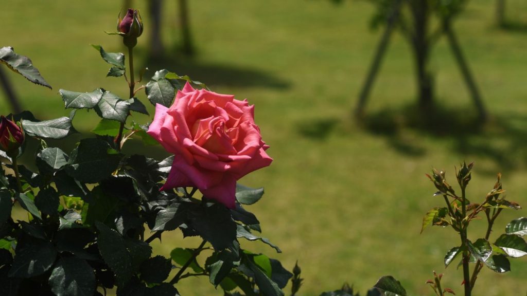 कश्मीरी गुलाब पूरी तरह नगदी फसल है. अगर आप 500 पौधों के साथ शुरुआत करते हैं तो 6 महीने में लगभग 50 हजार रुपये से ज्यादा का मुनाफा बना सकते हैं. सुबह फूल तोड़कर मंडी या स्थानीय बाजार में बेचने से पैसा उसी दिन हाथ में आता है. इससे रोजमर्रा के खर्च, मजदूरी और खेती की लागत आसानी से निकल सकती है. कश्मीरी गुलाब पूरी तरह नगदी फसल है. अगर आप 500 पौधों के साथ शुरुआत करते हैं तो 6 महीने में लगभग 50 हजार रुपये से ज्यादा का मुनाफा बना सकते हैं. सुबह फूल तोड़कर मंडी या स्थानीय बाजार में बेचने से पैसा उसी दिन हाथ में आता है. इससे रोजमर्रा के खर्च, मजदूरी और खेती की लागत आसानी से निकल सकती है.