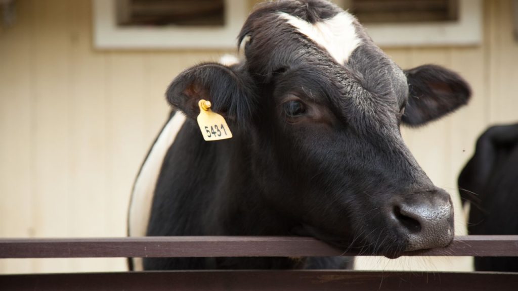 इस रोग से प्रभावित पशु का दूध उत्पादन 80% तक घट सकता है. साथ ही, भूख कम लगने और कमजोरी के कारण पशु की सामान्य स्वास्थ्य स्थिति भी बिगड़ जाती है.