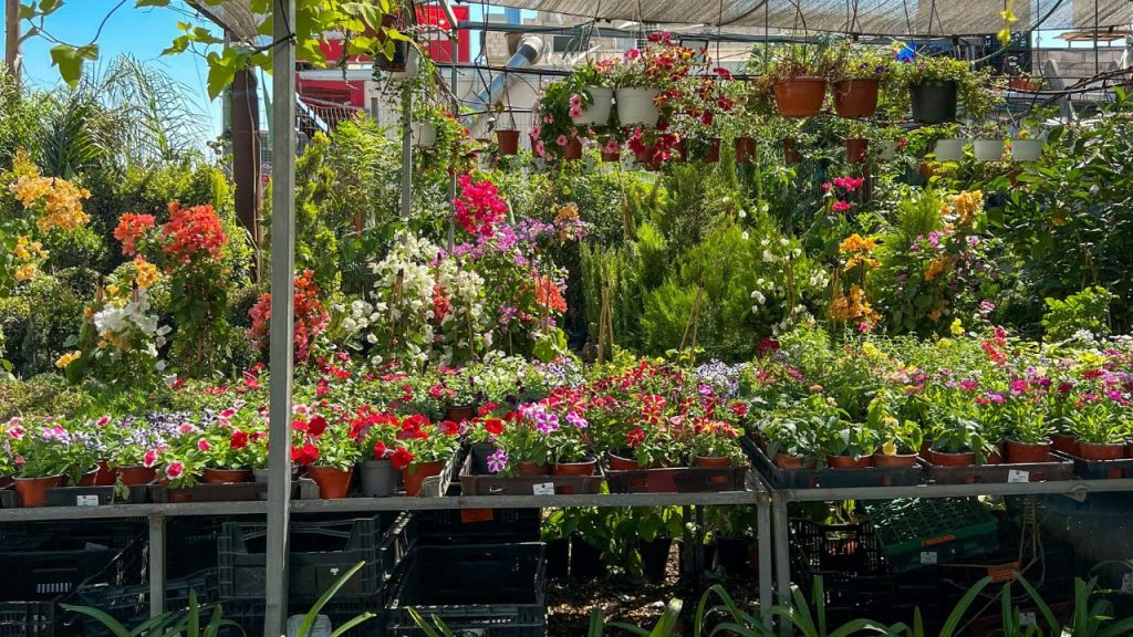 घर के किचन कचरे से बनाई गई जैविक खाद न केवल पैसे बचाती है बल्कि ताजा और रसायन मुक्त सब्जियां उगाने में मदद करती है. इससे स्वास्थ्य बेहतर रहता है और परिवार आत्मनिर्भर बनता है.