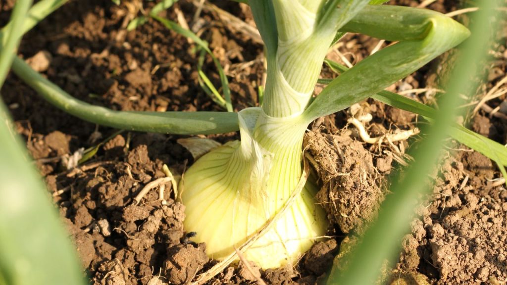 शीर्ष छेदक (हेलिओथिस आर्मिजेरा): इसका लार्वा पत्तियों को काटकर फसल को नुकसान पहुंचाता है, खासकर बीज वाली फसल में. इसके नियंत्रण के लिए मिथाइल डैमेटोन या साइपरमेथ्रिन 0.5-1 मिली प्रति लीटर पानी में मिलाकर छिड़काव करें. घोल में 0.1% चिपचिपा पदार्थ (जैसे ट्राइटोन या सैन्डोविट) डालना जरूरी है.