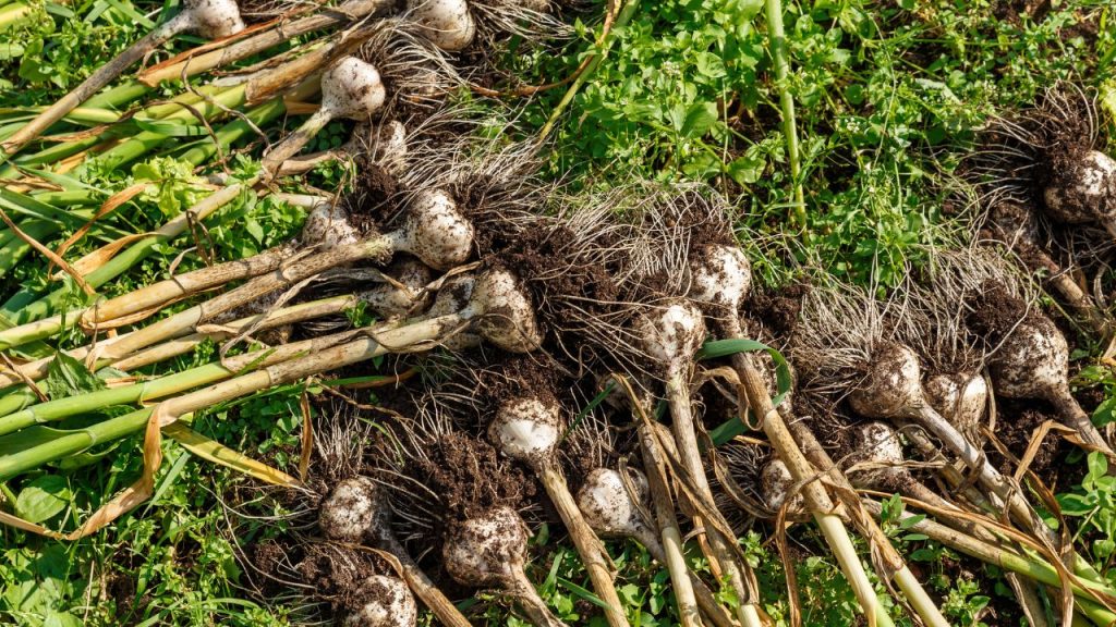 कटवा (भूमिगत कीट): कटवा पौधों की जड़ों और भूमिगत भाग को काटकर पौधों को कमजोर और पीला कर देता है. इससे बचाव के लिए फसल चक्र अपनाएं, आलू के बाद प्याज की फसल न लगाएं और रोपाई के पाद थीमेट का उपयोग करें.