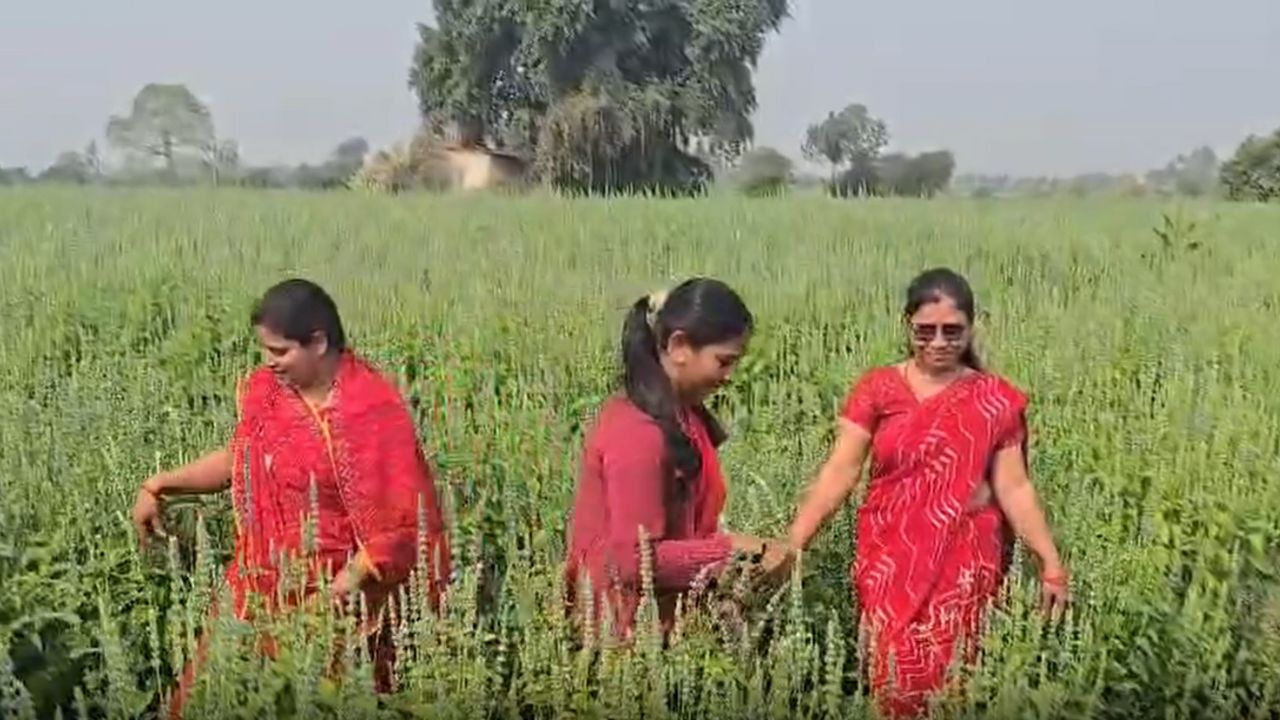 Women Farmers Cultivating Chia Seeds In Khandwa Madhya Pradesh Chia Seed Sale Price Rs 900 Per Kg