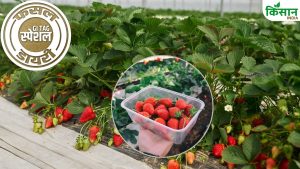 कम लागत में करनी है बंपर कमाई तो करें स्ट्रॉबेरी की इन किस्मों की खेती.. विदेशों तक में है भारी डिमांड कम लागत में करनी है बंपर कमाई तो करें स्ट्रॉबेरी की इन किस्मों की खेती.. विदेशों तक में है भारी डिमांड