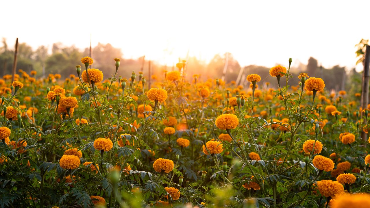 Phool Vikas Yojana 2025 26 Bihar Government Is Giving 50 Percent Subsidy On Marigold Farming Check Details