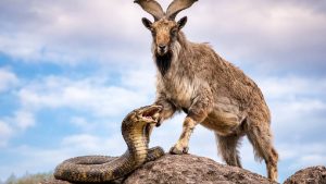 किंग कोबरा को कच्चा चबा जाती है ये बकरी, जानिए क्यों है दुनिया की सबसे खतरनाक नस्ल