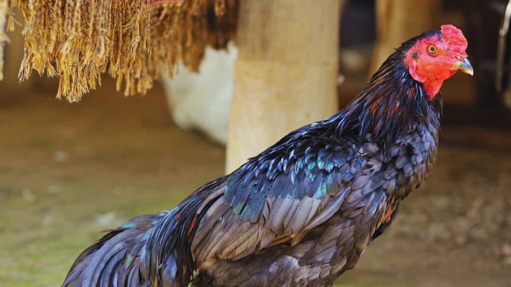 असील नस्ल की मुर्गियां आम मुर्गियों से आकार और ताकत में अलग होती हैं. इनका शरीर मजबूत और भारी होता है, फिर भी इन्हें मुख्य रूप से मीट नहीं, बल्कि कीमती अंडों के लिए पाला जाता है. असील नस्ल की मुर्गियां आम मुर्गियों से आकार और ताकत में अलग होती हैं. इनका शरीर मजबूत और भारी होता है, फिर भी इन्हें मुख्य रूप से मीट नहीं, बल्कि कीमती अंडों के लिए पाला जाता है.