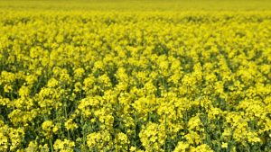 चना, सरसों और आम में घातक बीमारी का खतरा, 45 दिन पर करें इस घोल का छिड़काव नहीं लगेगा रोग