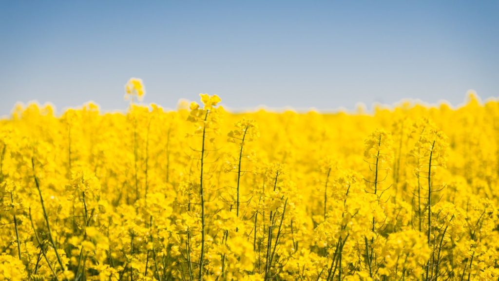 यदि किसी किसान को रोग या किसी अन्य समस्या का संदेह हो तो तुरंत नजदीकी कृषि कार्यालय या कृषि विशेषज्ञ से संपर्क करना चाहिए. समय पर सलाह और सही कदम उठाने से फसल को बचाया जा सकता है और संभावित नुकसान से बचाव भी किया जा सकता है. विभाग ने किसानों से अपील की है कि वे सतर्क रहें और समय रहते सावधानी अपनाएं. यदि किसी किसान को रोग या किसी अन्य समस्या का संदेह हो तो तुरंत नजदीकी कृषि कार्यालय या कृषि विशेषज्ञ से संपर्क करना चाहिए. समय पर सलाह और सही कदम उठाने से फसल को बचाया जा सकता है और संभावित नुकसान से बचाव भी किया जा सकता है. विभाग ने किसानों से अपील की है कि वे सतर्क रहें और समय रहते सावधानी अपनाएं.