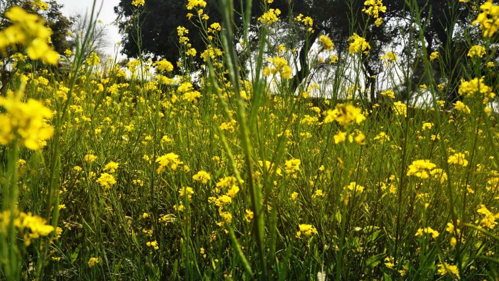 बुआई के तुरंत बाद पेन्डीमेथालीन का छिड़काव करने से खरपतवार नहीं उगते और सरसों के पौधों को मिट्टी का पूरा पोषण मिलता है, जिससे बढ़वार तेज होती है.