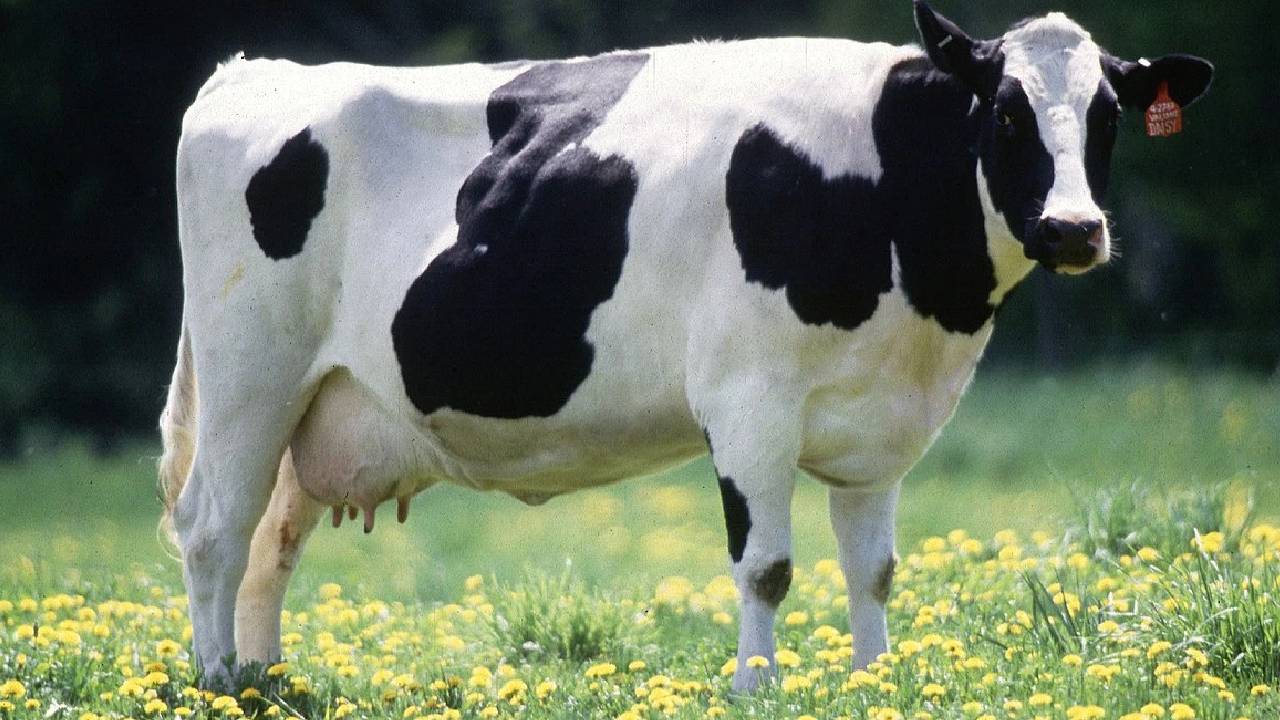 एक दिन में 46.5 किलो दूध देकर गाय ने बनाया रिकॉर्ड, जानिए ये नस्ल किसानों को कैसे बनाएगी मालामाल