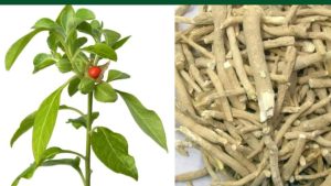 नागौरी अश्वगंधा को जीआई टैग मिला, कृषि एक्सपर्ट बोले- किसानों की कमाई और वैश्विक पहचान बढ़ेगी