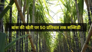 किसान के लिए ATM बनी ‘ग्रीन गोल्ड’ की खेती, सरकार दे रही 50% सब्सिडी, जानें आवेदन का प्रोसेस