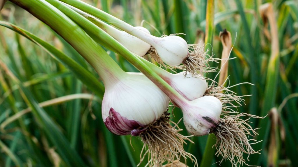 चूसक कीट (थ्रिप्स टेबेसाई): ये कीट पत्तियों से रस चूसकर पत्तियों में सफेद धब्बे और सिकुड़न पैदा करते हैं, जिससे पौधों की बढ़वार रुक जाती है और कंद छोटे रहते हैं. रोपाई से पहले जड़ों का 2 घंटे तक कार्बोज्डाइम के घोल से उपचार और संक्रमण के समय नीम आधारित कीटनाशक का छिड़काव करना फसल बचाने में मदद करता है.