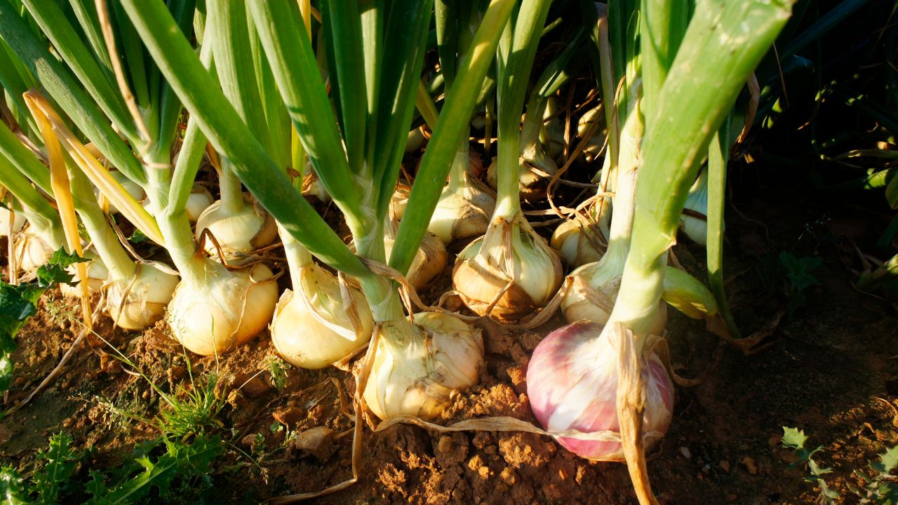 Tips For Farmers Pest Control In Onion Garlic Farming Pyaj Lehsun Ke Fasal Ko Keet Se Kaise Bachaye